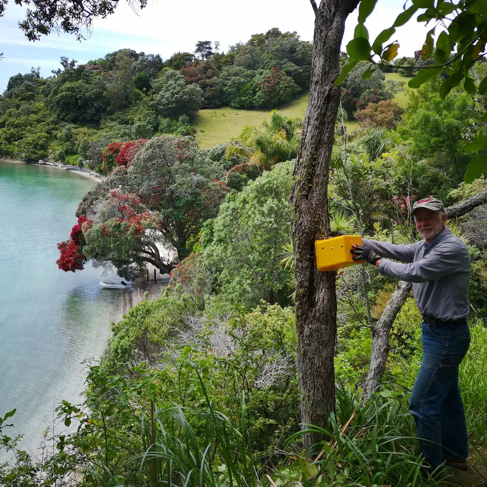 A volunteer fixing a yellow trap to a tree above the estuary, pōhutukawa in flower below