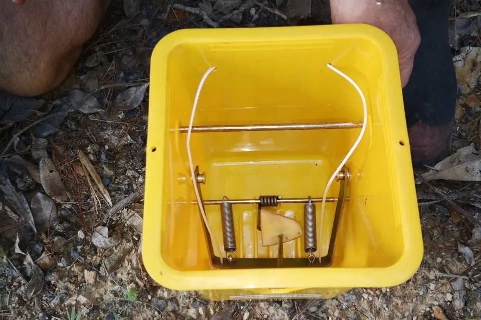 A piece of apple skewered on the bar inside a yellow possum trap