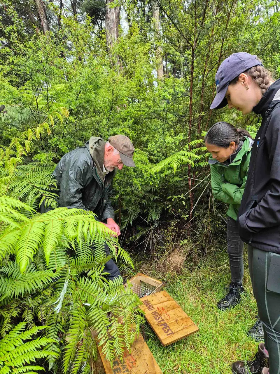 Volunteers baiting traps in the bush