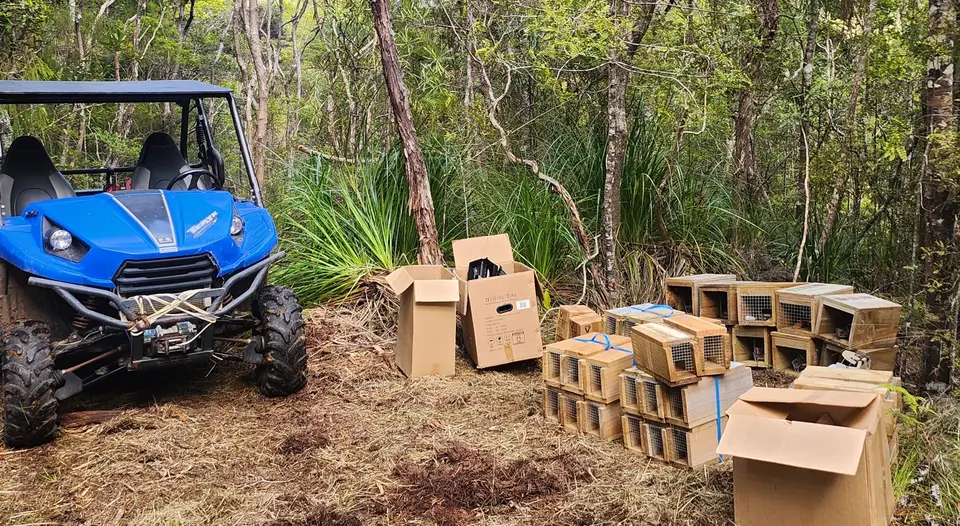 Stacks of new wooden trap boxes beside a quad bike